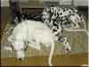 Dalmatians Rule!