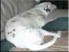 Dalmatians Rule!