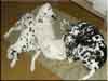 Dalmatians Rule!