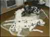 Dalmatians Rule!