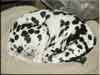 Dalmatians Rule!