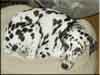 Dalmatians Rule!