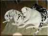 Dalmatians Rule!
