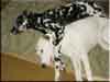 Dalmatians Rule!