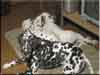 Dalmatians Rule!