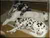 Dalmatians Rule!