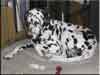 Dalmatians Rule!