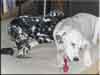 Dalmatians Rule!