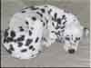 Dalmatians Rule!