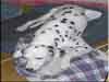 Dalmatians Rule!