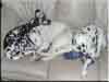 Dalmatians Rule!