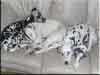Dalmatians Rule!