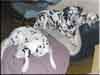 Dalmatians Rule!