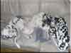 Dalmatians Rule!