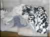Dalmatians Rule!