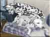 Dalmatians Rule!