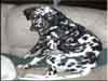Dalmatians Rule!