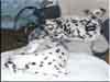 Dalmatians Rule!
