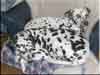 Dalmatians Rule!