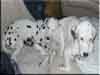 Dalmatians Rule!
