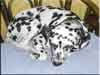 Dalmatians Rule!