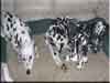 Dalmatians Rule!