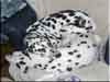 Dalmatians Rule!