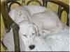 Dalmatians Rule!