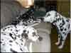 Dalmatians Rule!