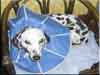 Dalmatians Rule!