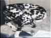 Dalmatians Rule!