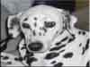 Dalmatians Rule!