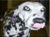 Dalmatians Rule!