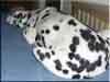 Dalmatians Rule!