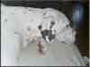 Dalmatians Rule!