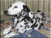 Dalmatians Rule!