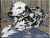 Dalmatians Rule!