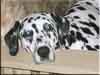 Dalmatians Rule!