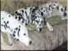 Dalmatians Rule!