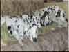Dalmatians Rule!