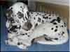Dalmatians Rule!