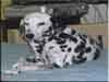 Dalmatians Rule!
