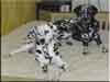 Dalmatians Rule!