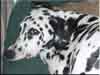 Dalmatians Rule!