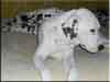 Dalmatians Rule!