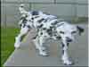 Dalmatians Rule!