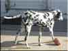 Dalmatians Rule!