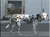 Dalmatians Rule!