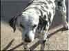 Dalmatians Rule!