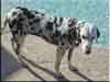 Dalmatians Rule!